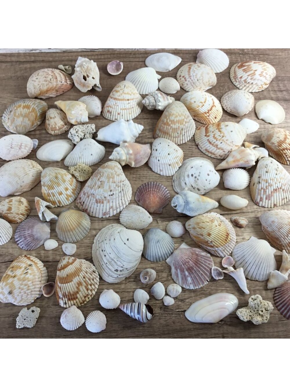 50 + Assorted Coastal Seashells & Coral Mix For Crafts Or Decor Beach-Inspired